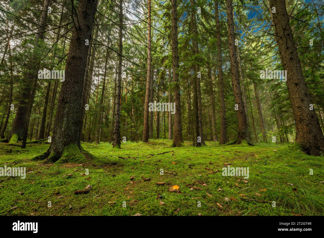 Forest in Strazovske hills in autumn cloudy dark day with green colors Stock Photo