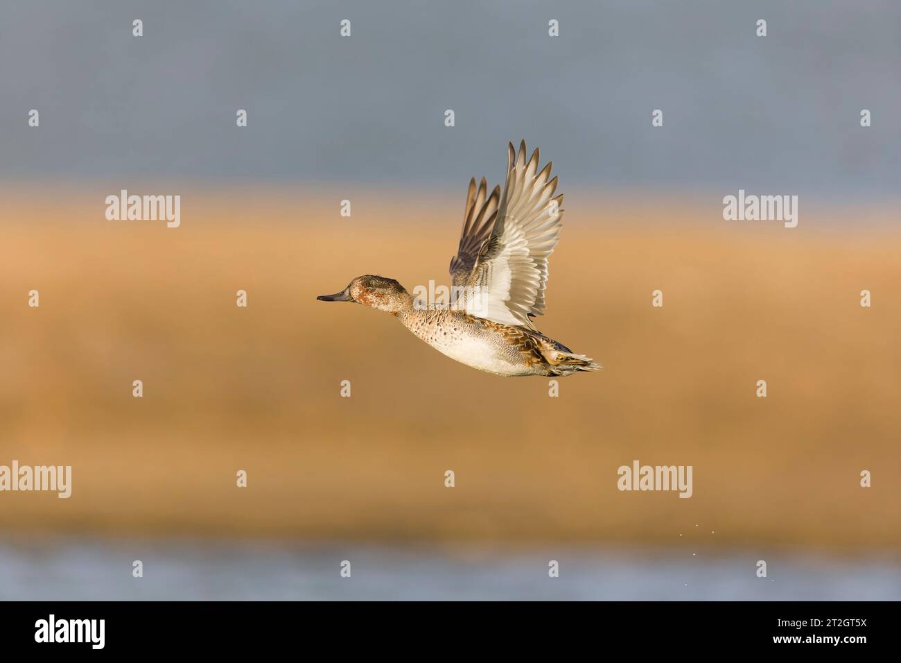Common teal Anas crecca, adult male in eclipse plumage flying, Suffolk, England, October Stock Photo
