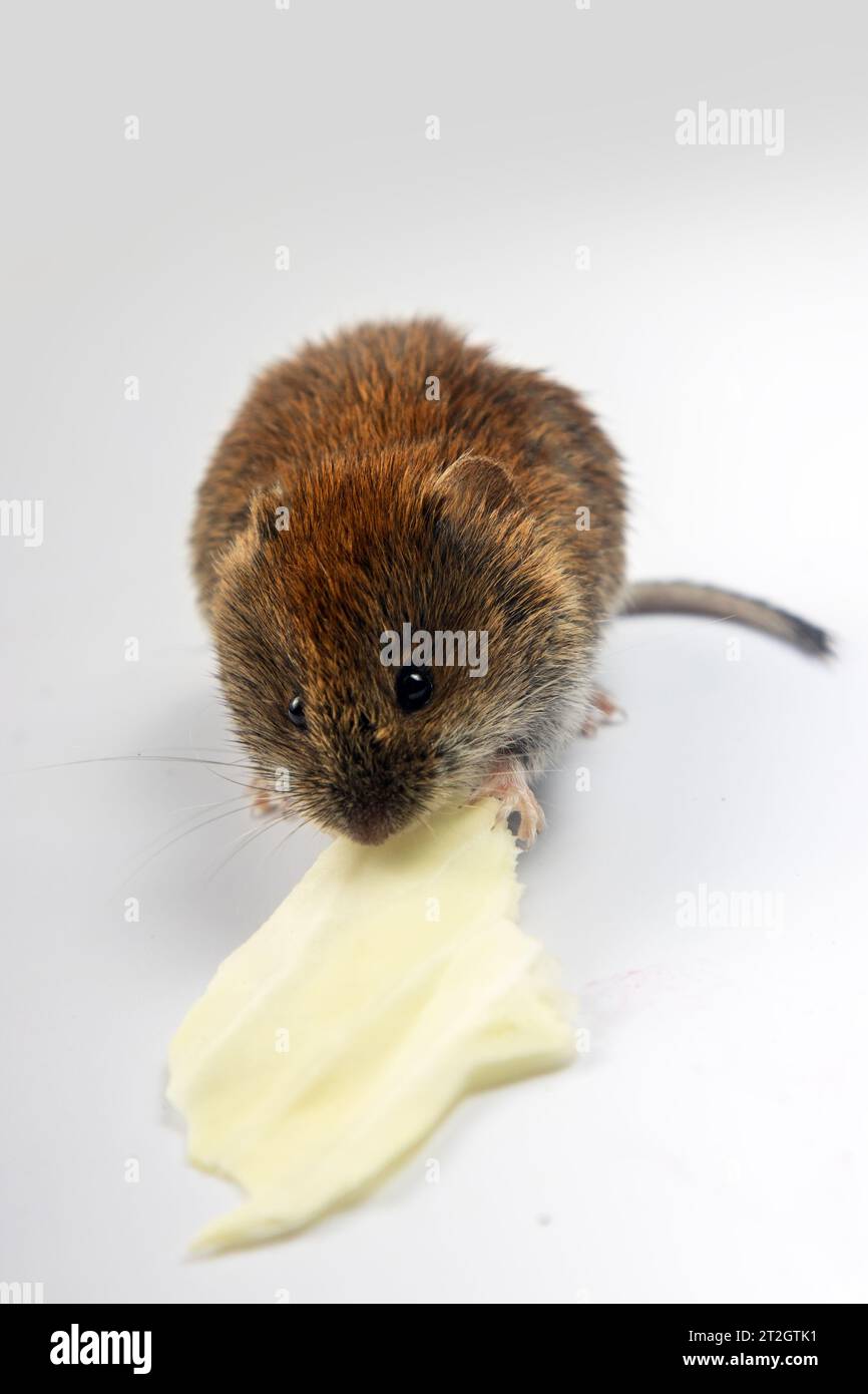 Mouselike rodents as malicious pests for humans. Mice and voles enter