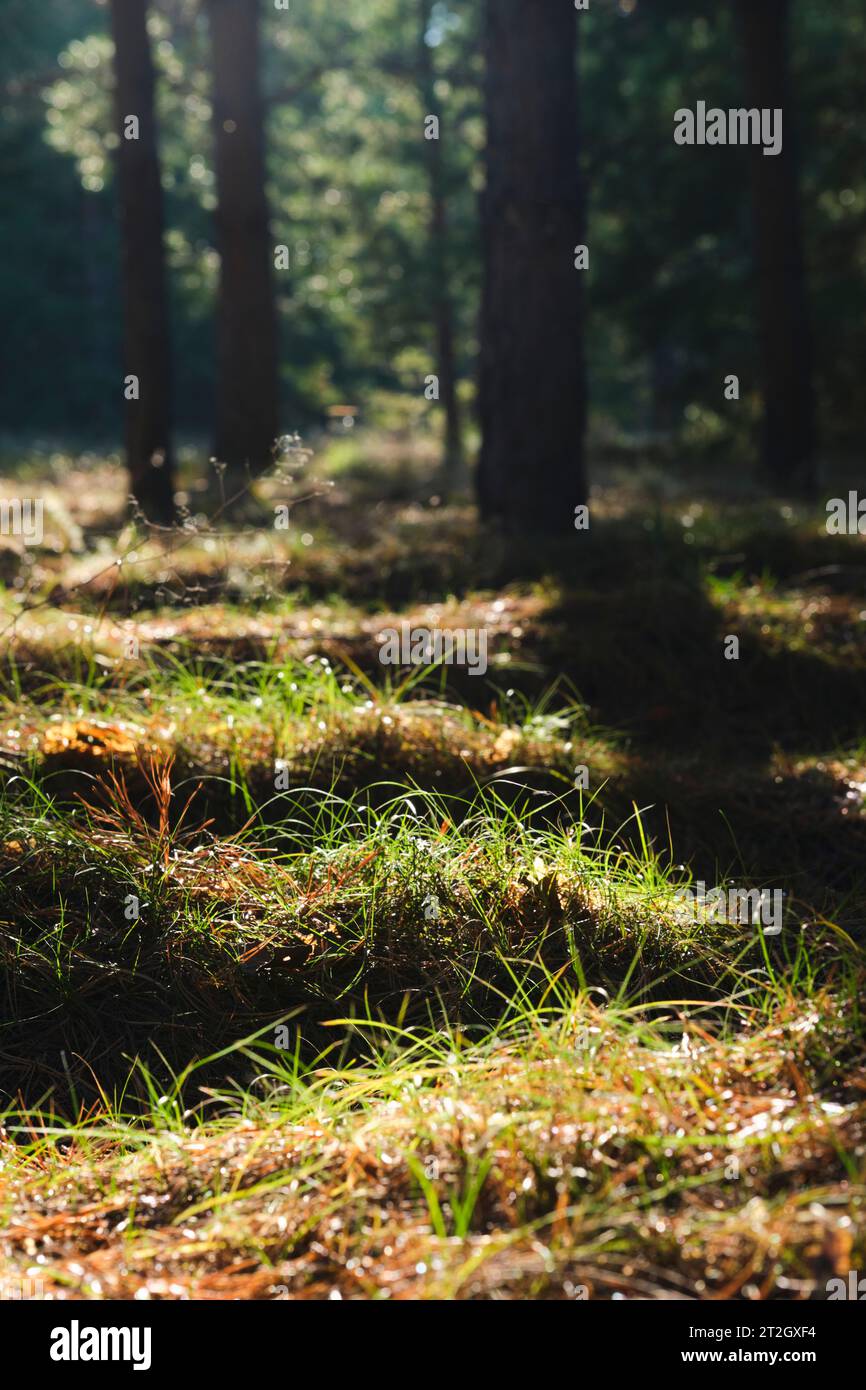 Forest landscape, long shadows from trees against background setting sun Stock Photo