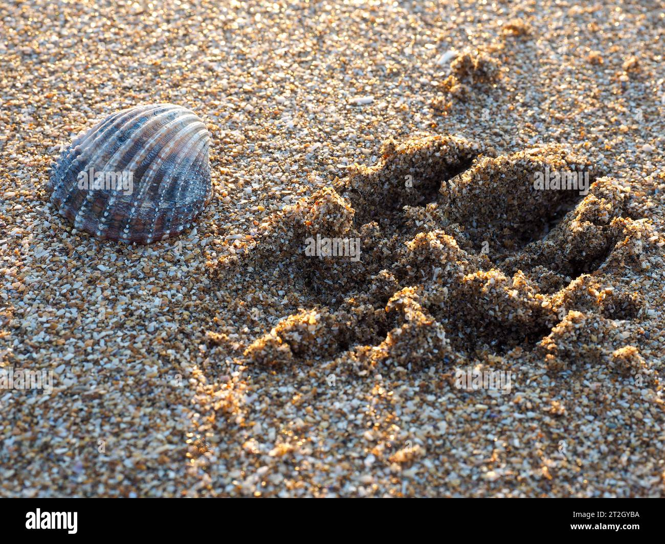 The close up of a shell and a dog footprint in a sandy beach of ...