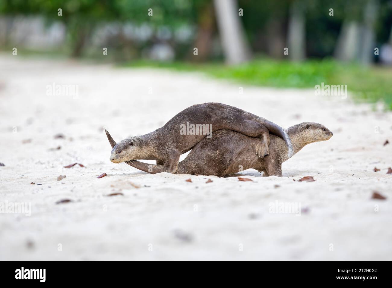 A pair of smooth coated otter mark their territory on Pasir Ris beach, Singapore Stock Photo