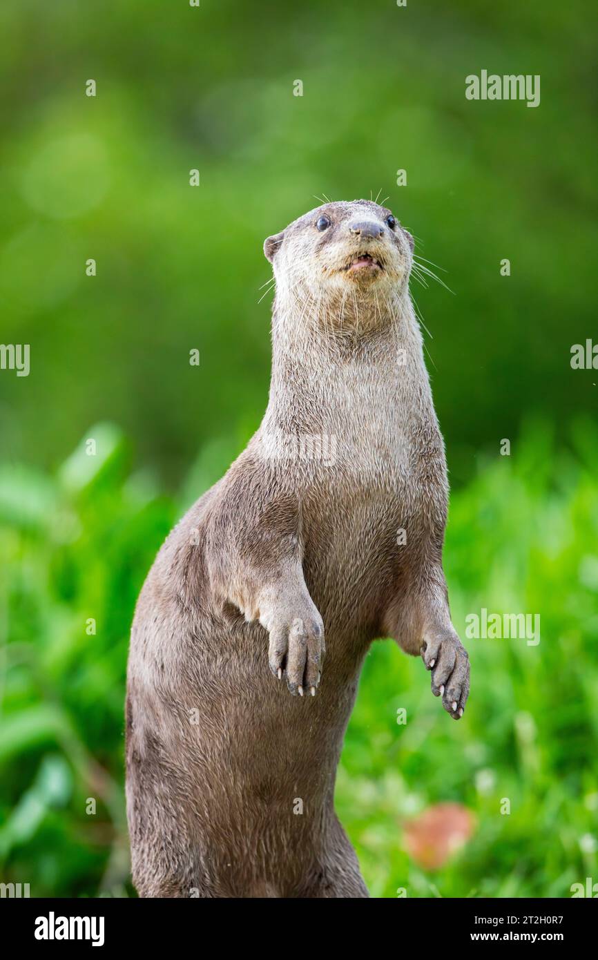 An alert smooth coated otter stands on its hind legs to peer over the beach edge vegetation and assess the risk of its human neighbours, Singapore Stock Photo