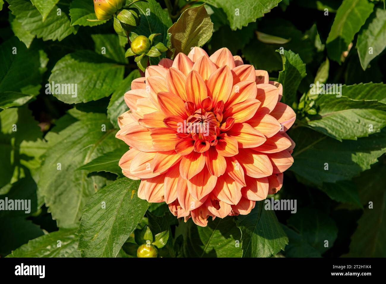 Dahlia Mystery Fox Stock Photo