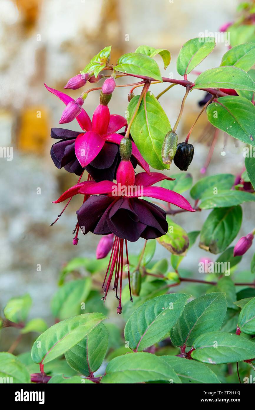 Fuchsia Lady in Black Stock Photo