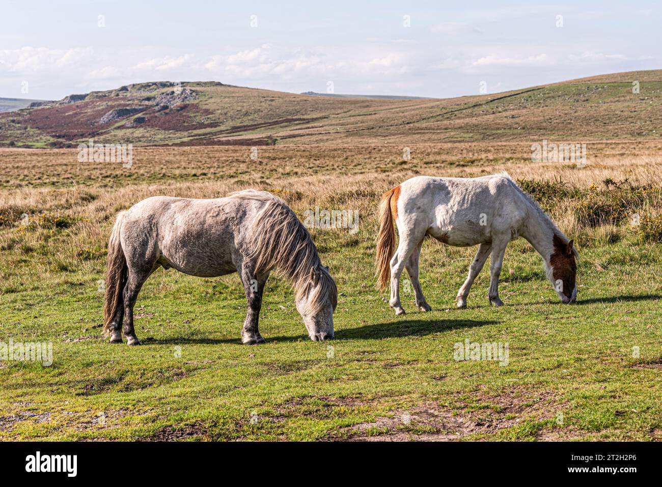 Dartmoor, Devon, England, UK. 03.09.2023. Wild ponies grazing on Dartmoor in South Devon, England, UK Stock Photo