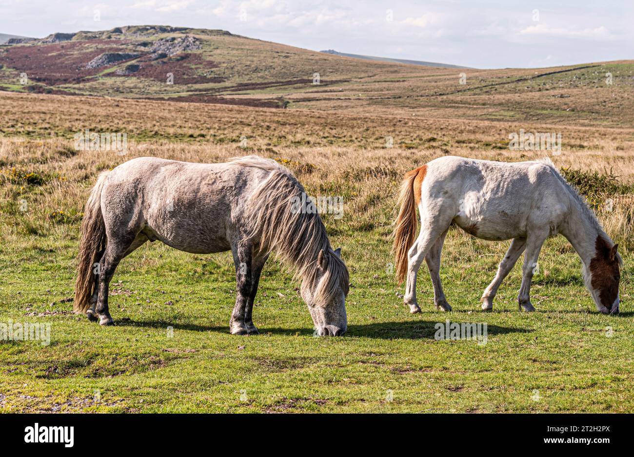 Dartmoor, Devon, England, UK. 03.09.2023. Wild ponies grazing on Dartmoor in South Devon, England, UK Stock Photo