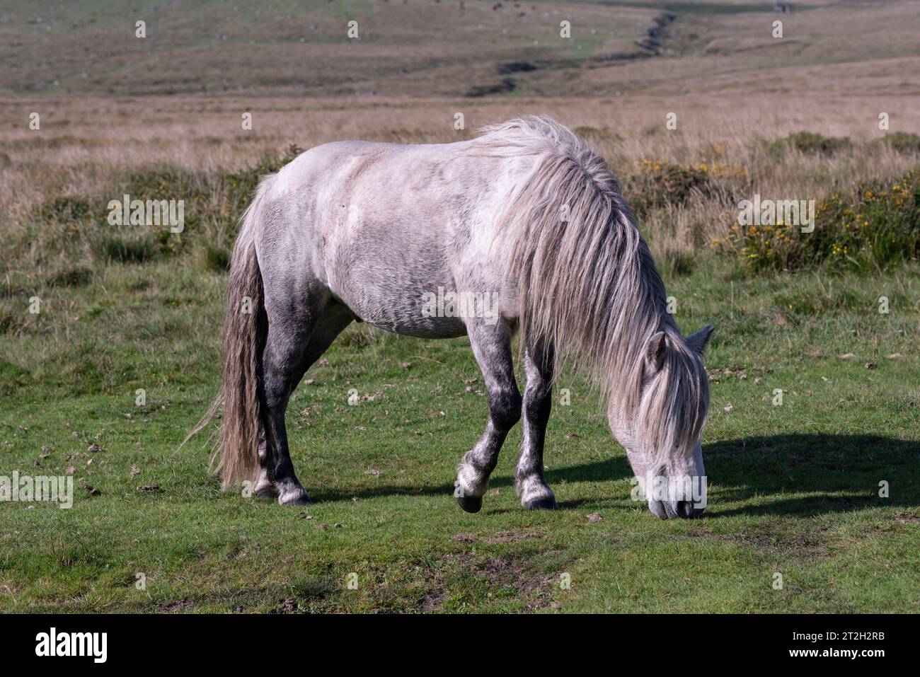 Dartmoor, Devon, England, UK. 03.09.2023. Wild pony grazing on Dartmoor in South Devon, England, UK Stock Photo