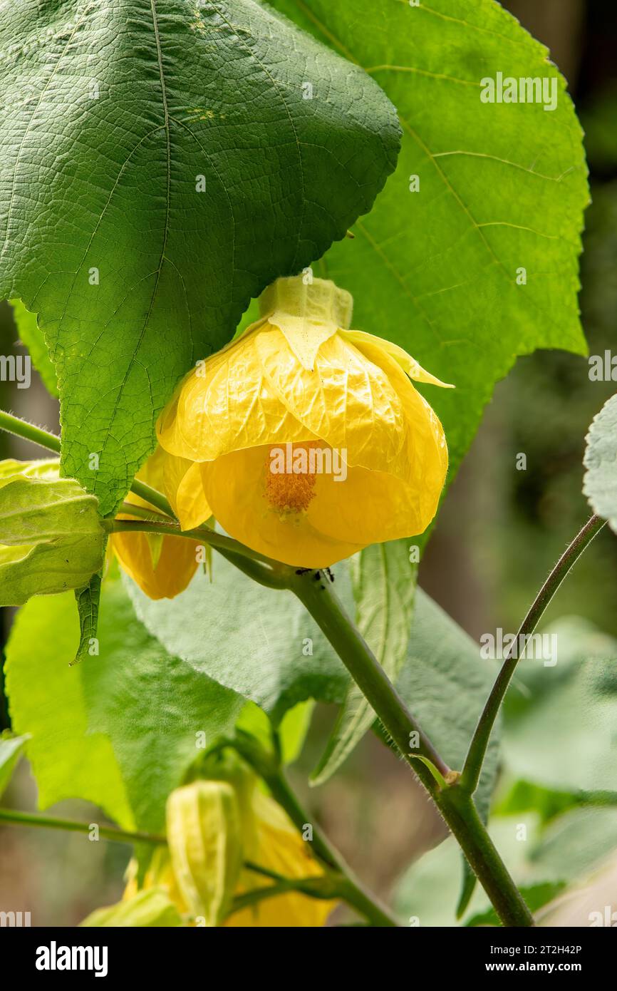 Abutilon x hybrida, Yellow Chinese Lantern Stock Photo