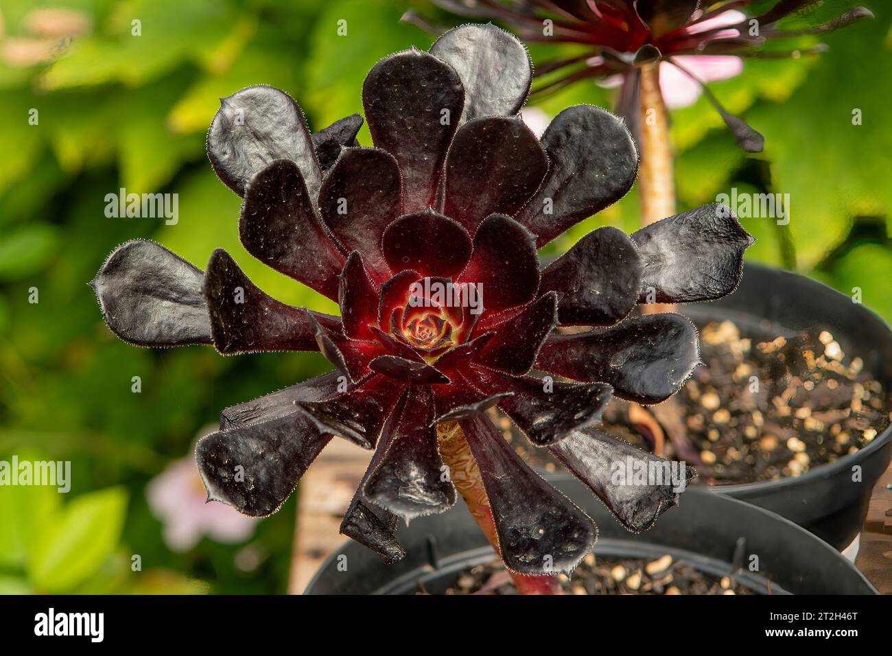 Aeonium Swartkop, Black Aeonium Stock Photo