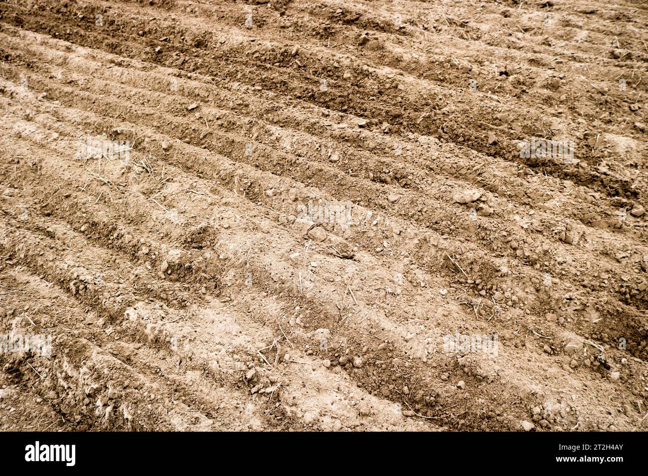 Texture of brown dug up dry ground with beds, sand backdrop Stock Photo