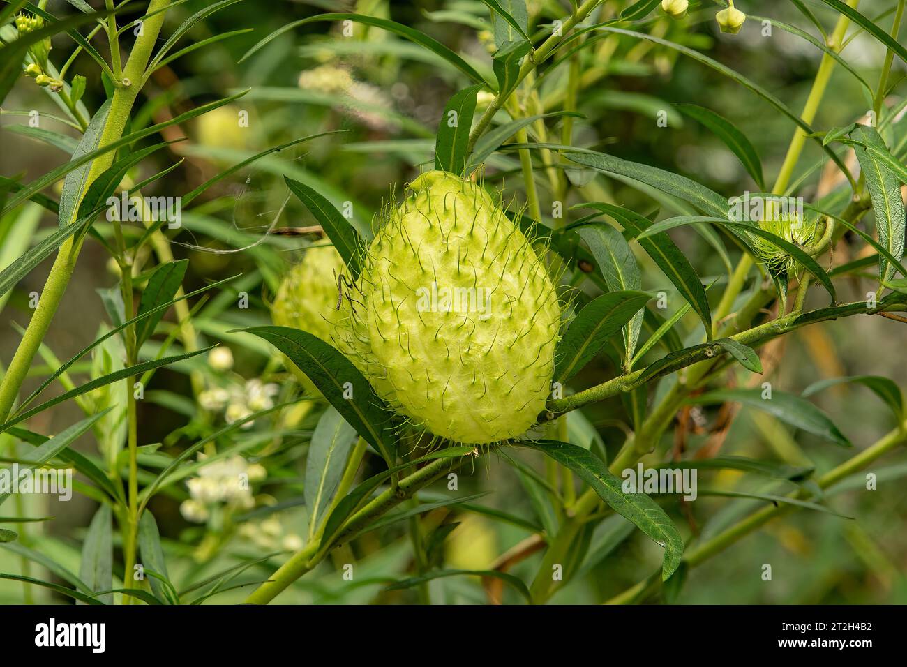 Gomphocarpus physocarpus, Furry Ball Plant Stock Photo