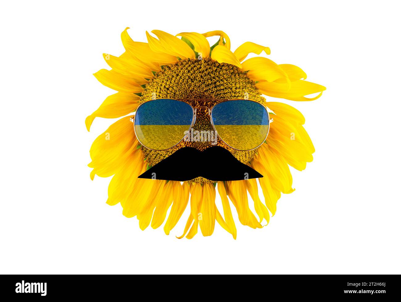 Sunflower with mustache and glasses in the form of the flag of Ukraine (close-up), isolated on a white background. Largest producer of vegetable oil Stock Photo