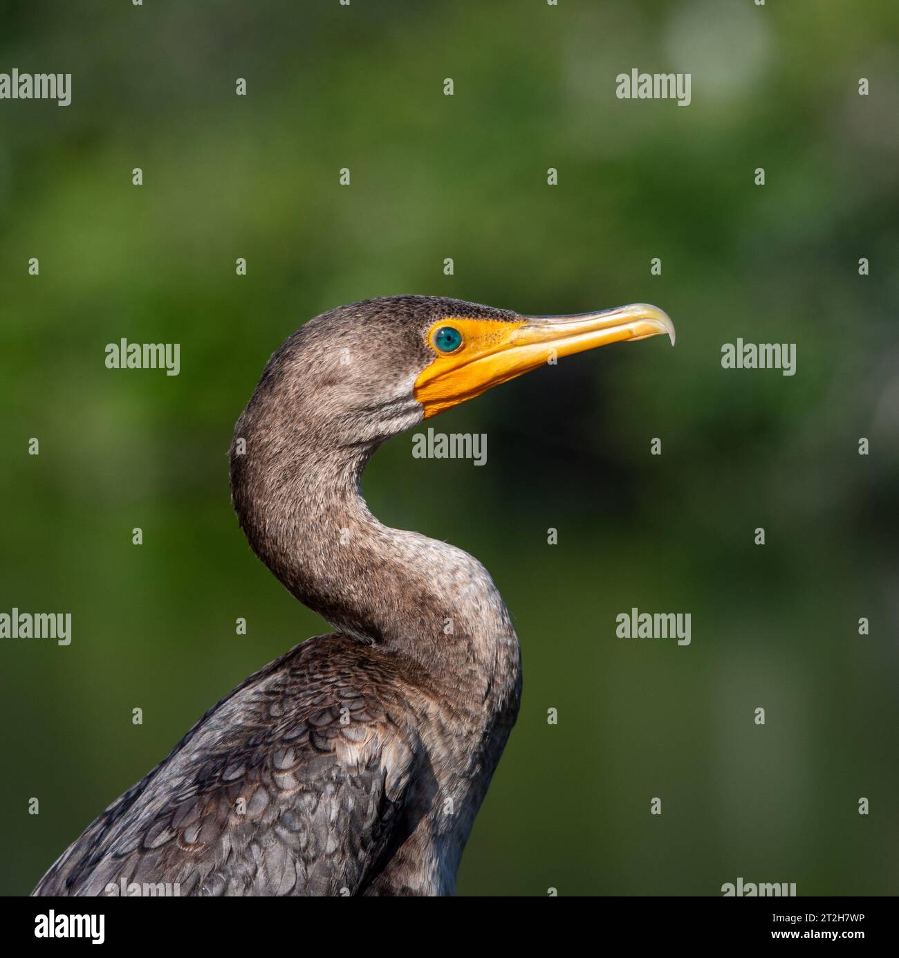Neotropic Cormorant Stock Photo