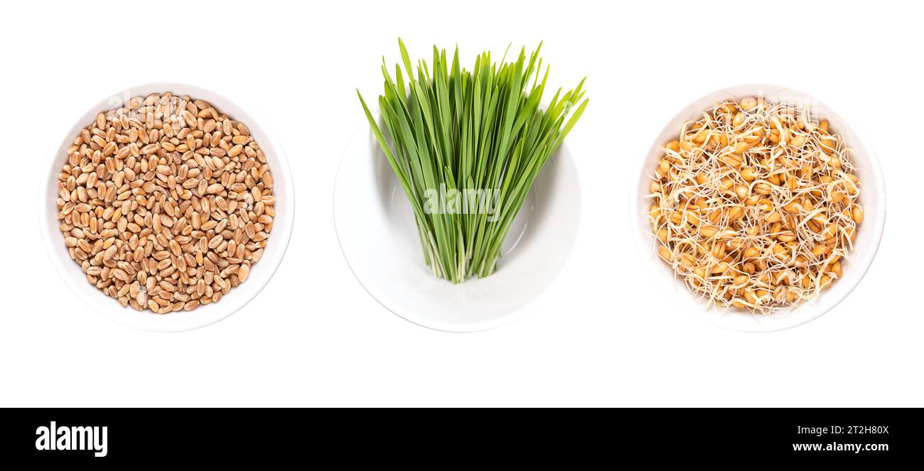 Common wheat grains, fresh wheatgrass, and freshly sprouted wheat germs, in white bowls. Triticum aestivum, concentrated source of nutrients. Stock Photo