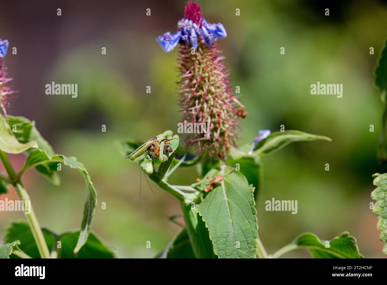Praying Mantis eating a bee on a Blue Witches Hat plant (Pycnostachys urticifolia)  growing in a Southern California garden Stock Photo