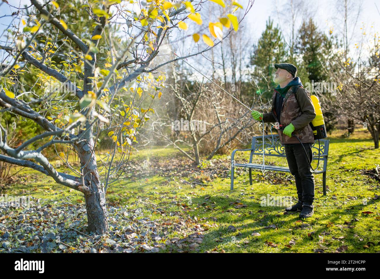 Middle age gardener with a mist fogger sprayer sprays fungicide and