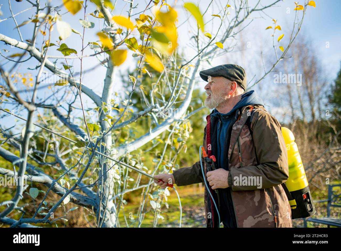 Middle age gardener with a mist fogger sprayer sprays fungicide and