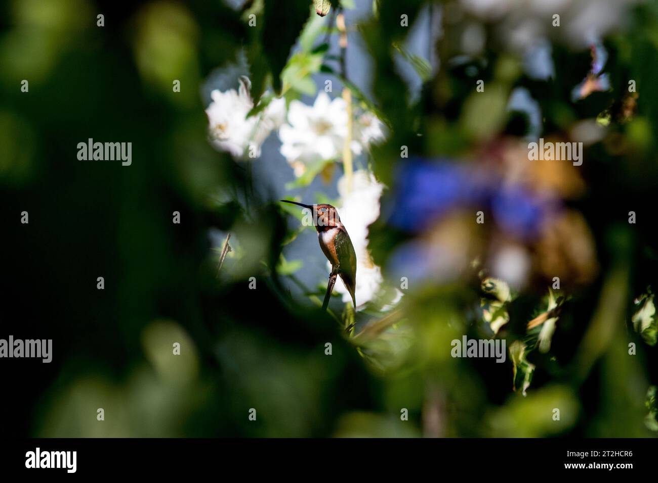 Rufous Hummingbird  ( Selasphorus rufuson ) in a garden in Southern California, USA Stock Photo