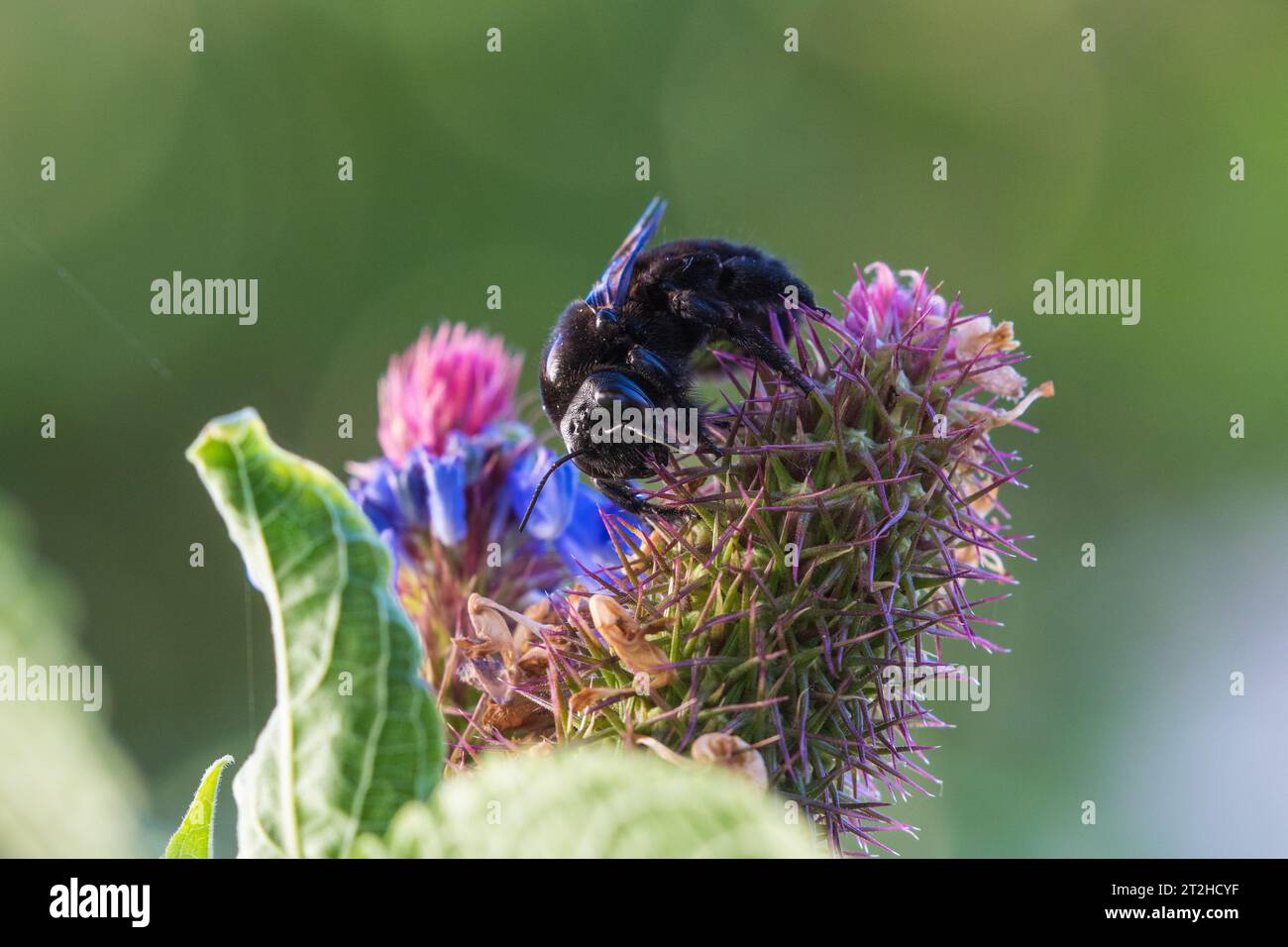 carpenter bee Xylocopa Latreille on a witches hat plant Pycnostachys urticifolia growing in Souther California, USA Stock Photo
