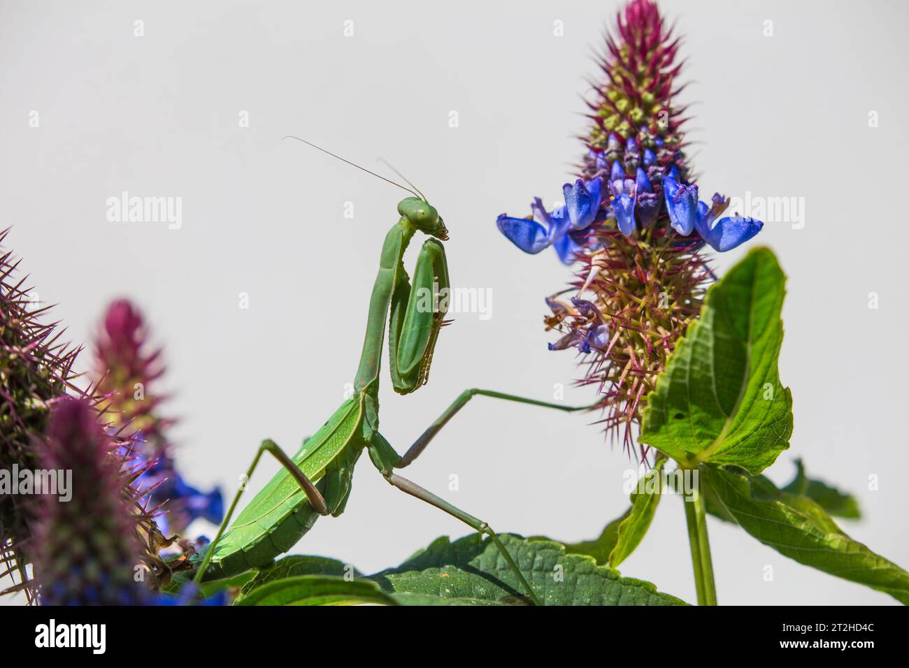 Praying Mantis on a Blue Witches Hat plant  (Pycnostachys urticifolia)  growing in a Southern California garden Stock Photo