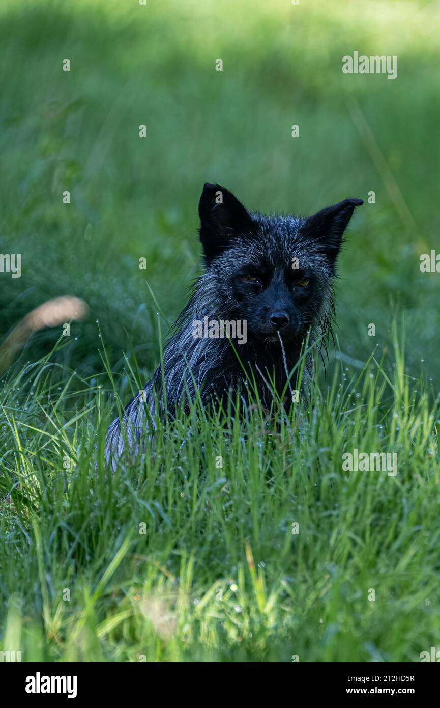 Silver or Black Fox (Vulpes vulpes Stock Photo - Alamy