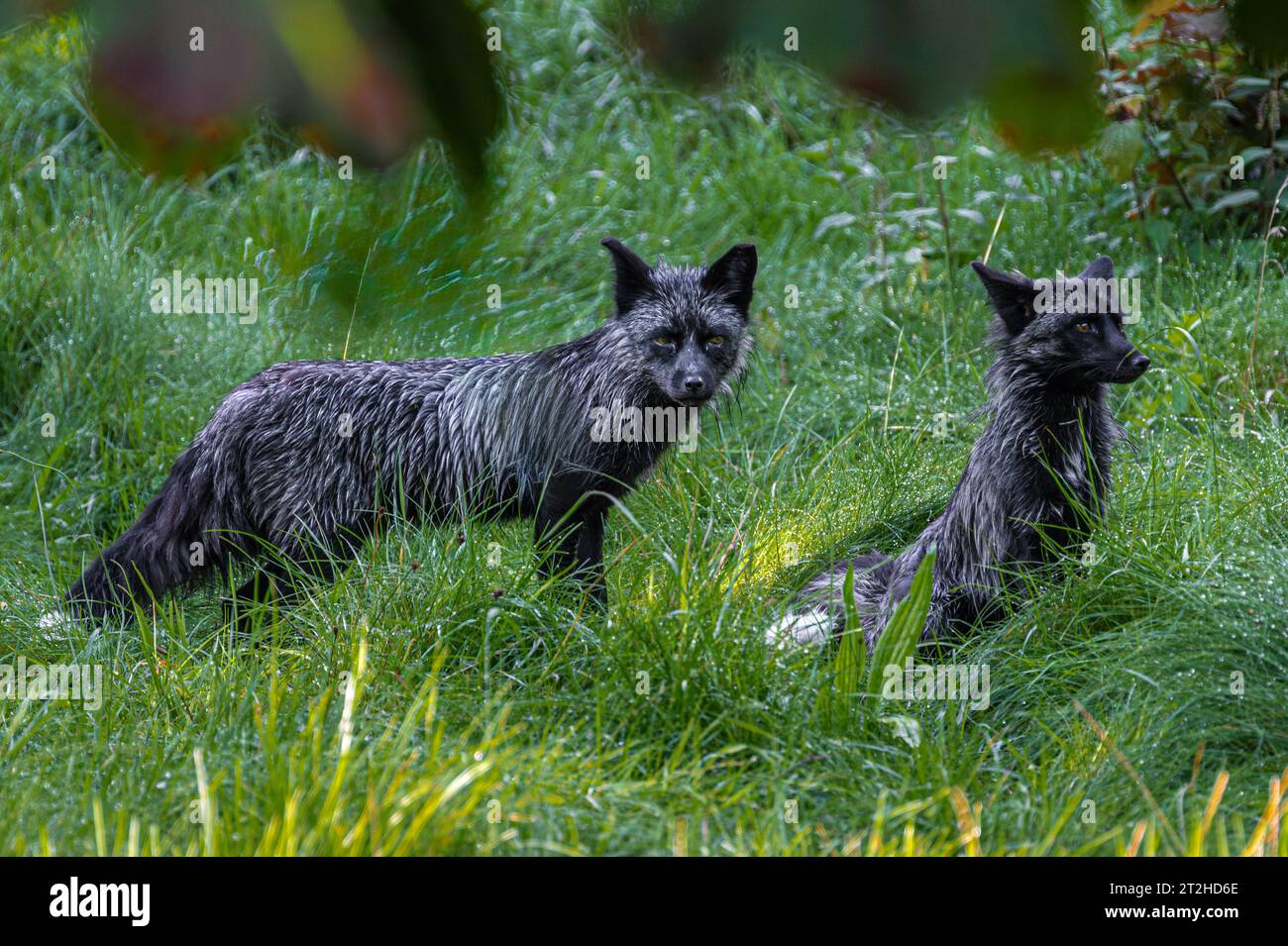 Silver or Black Fox (Vulpes vulpes Stock Photo - Alamy