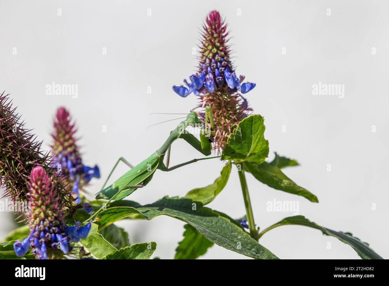 Praying Mantis eating a bee on a Blue Witches Hat plant (Pycnostachys urticifolia)  growing in a Southern California garden Stock Photo