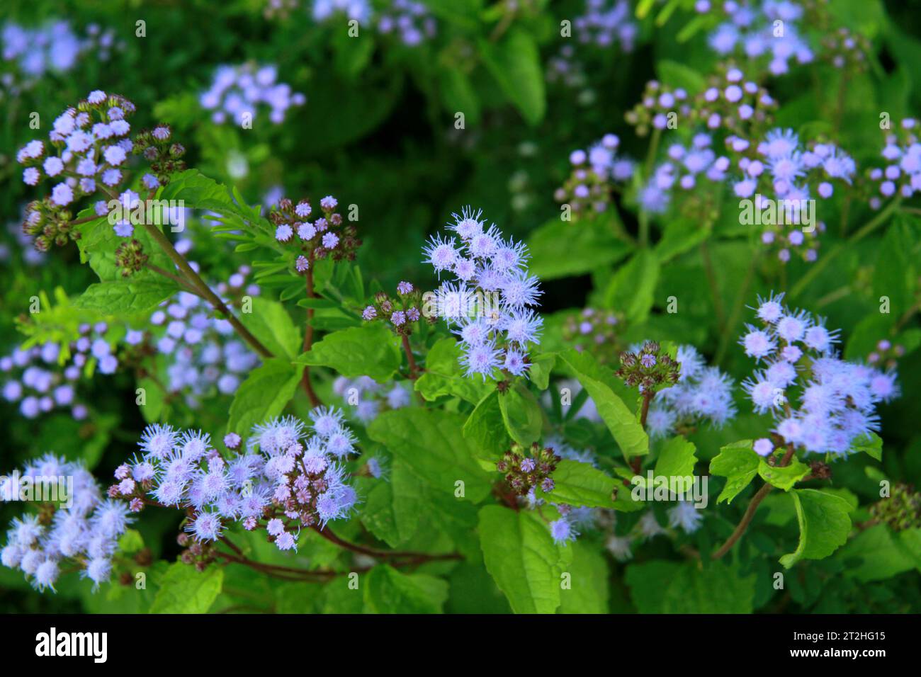 Conoclinium coelestinum (blue mistflower) in Virginia, USA Stock Photo