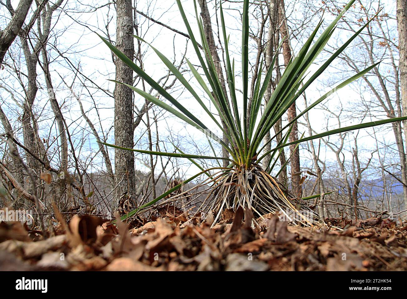 A Yucca plant growing in the woods in Virginia, USA Stock Photo