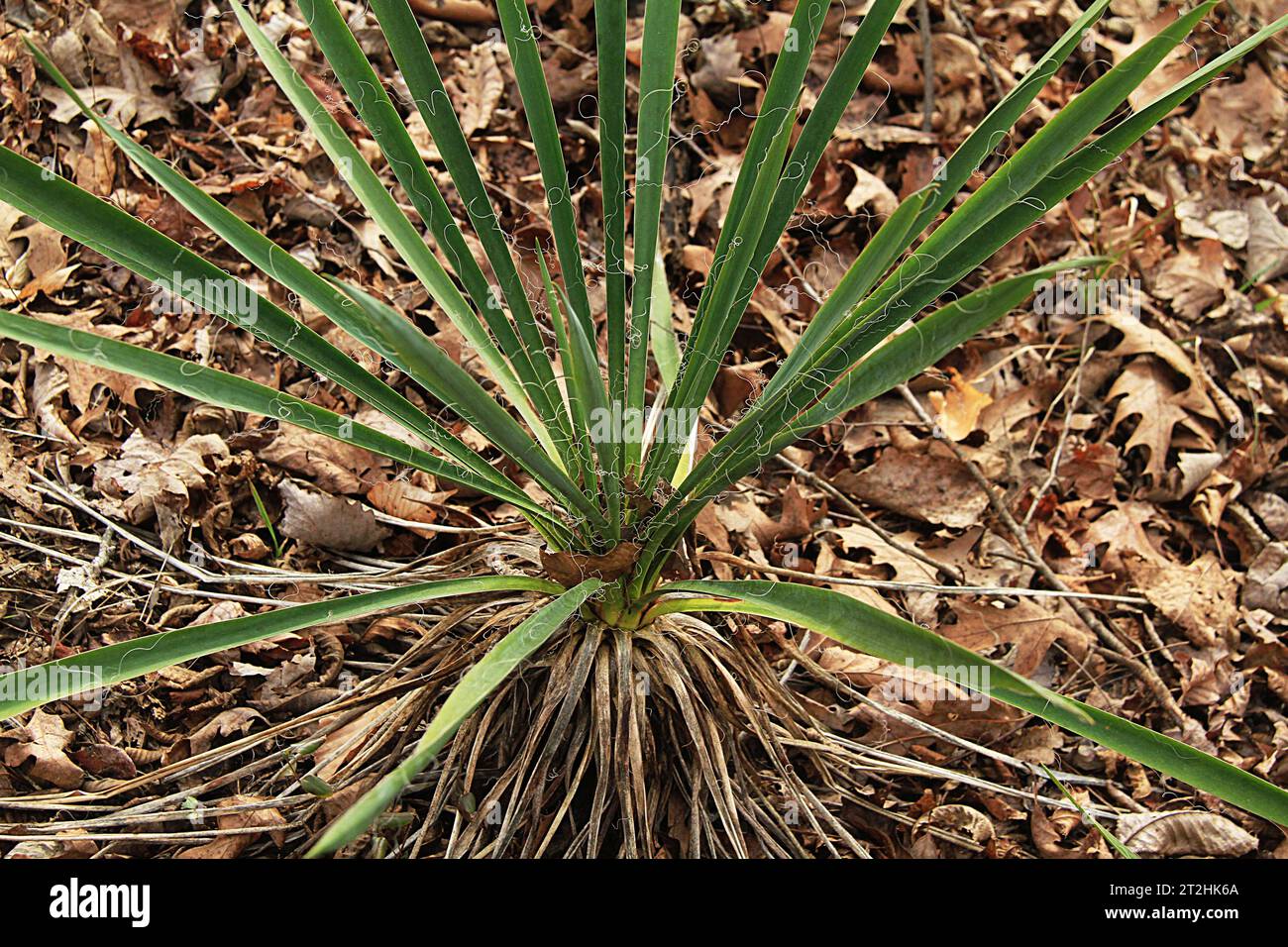 A Yucca plant growing in the woods in Virginia, USA Stock Photo