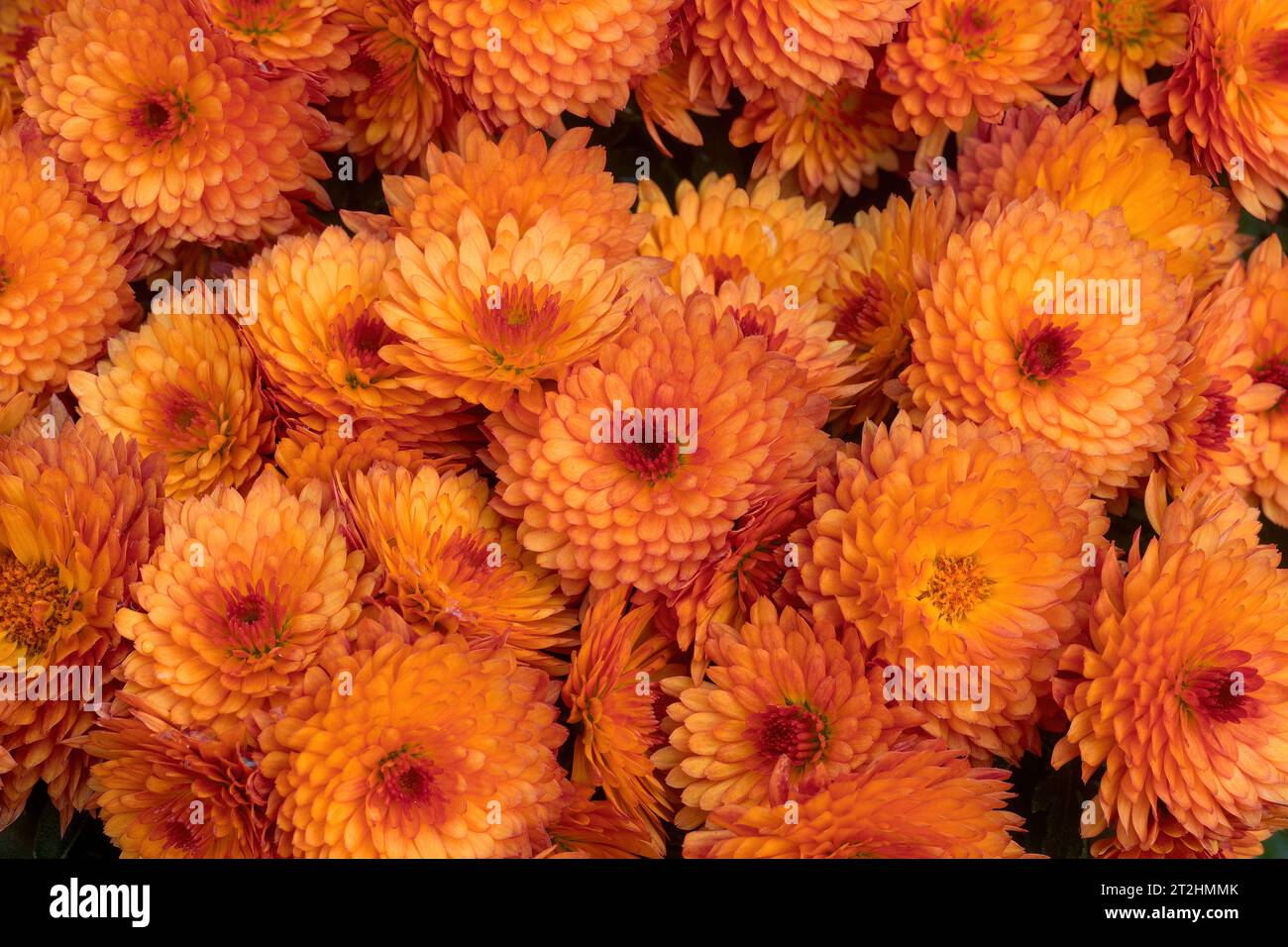 Bouquet of Beverly Orange Mum Flowers. Stock Photo