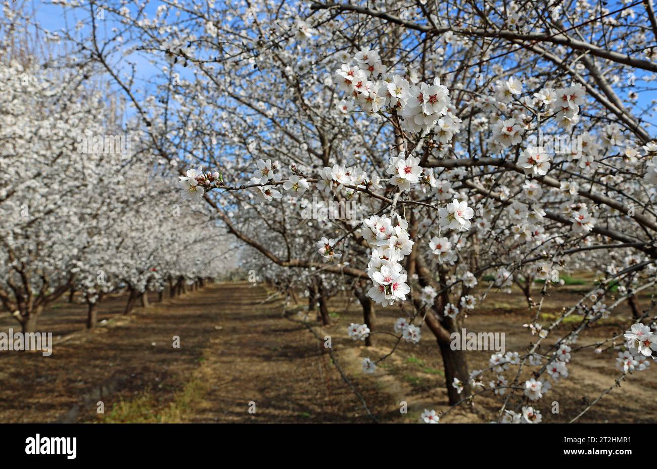 Almond blossom California Stock Photo Alamy