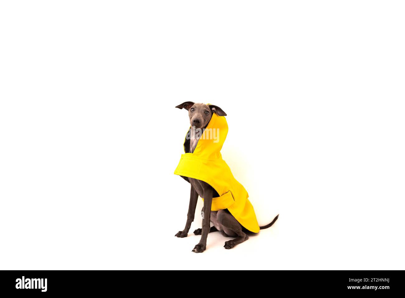 Funny dog Italian Greyhound in yellow raincoat isolated on a white background. Stock Photo