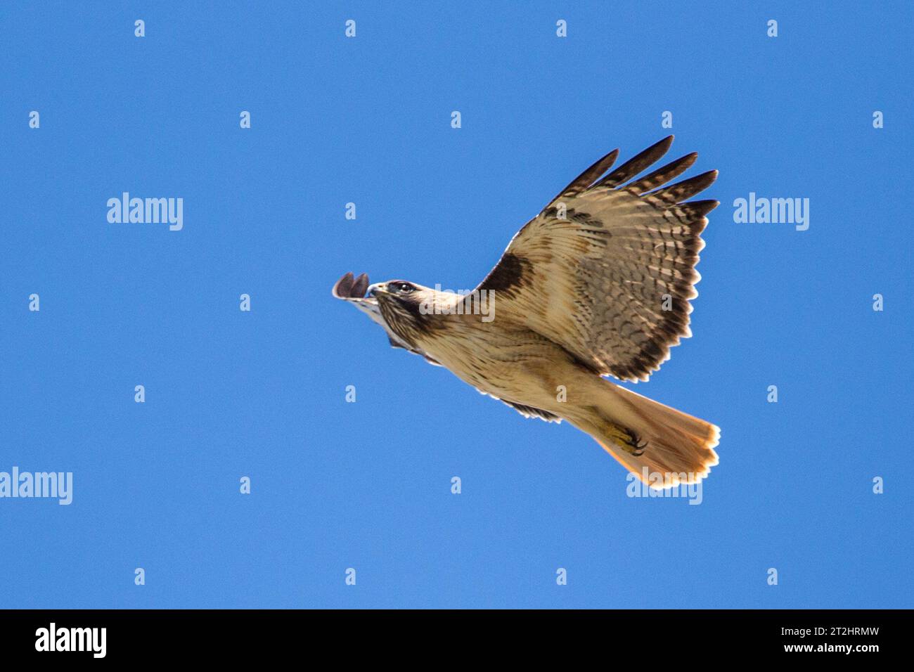 Halcon cola roja hi-res stock photography and images - Alamy, image size:1300x956