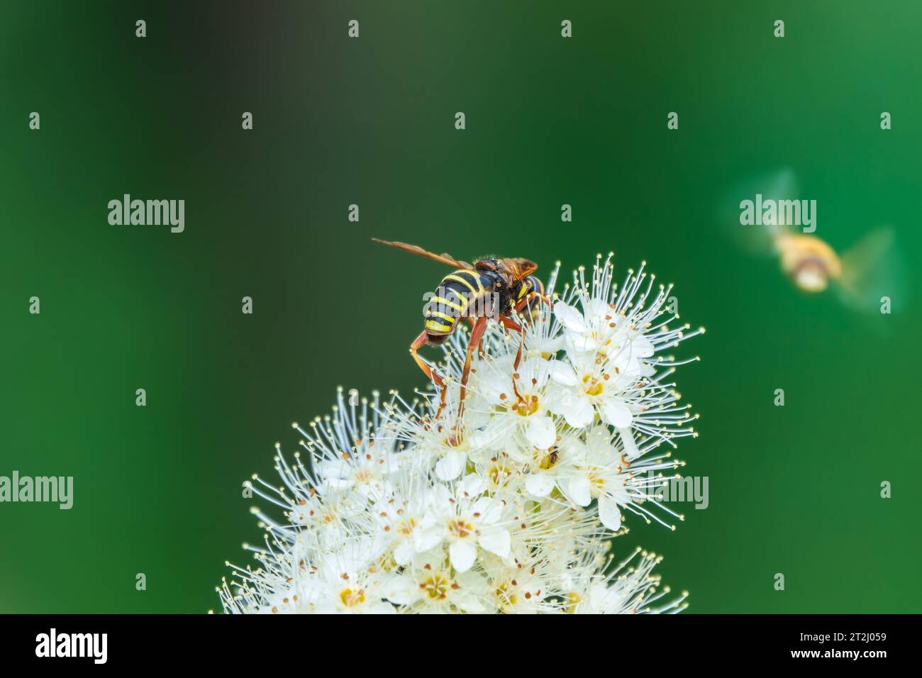 Spiraea chamaedryfolia or germander meadowsweet or elm-leaved spirea white flowers with green background. Magnificent shrub Spiraea chamaedryfolia. A Stock Photo