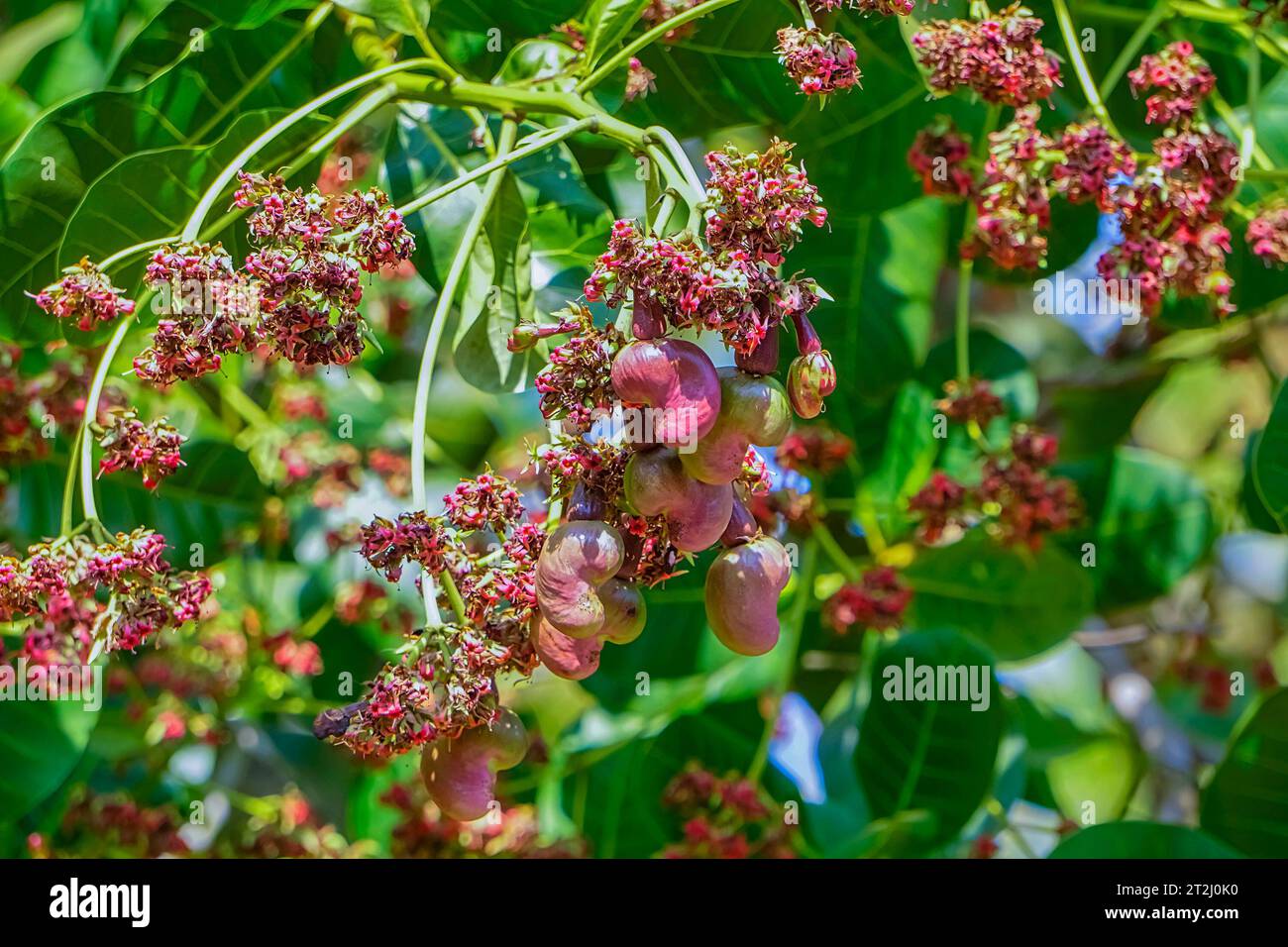 Cashew is on the tree.Cashew nuts.Cashew tree. The color of red Cashew. Binh Phuoc, Vietnam Stock Photo