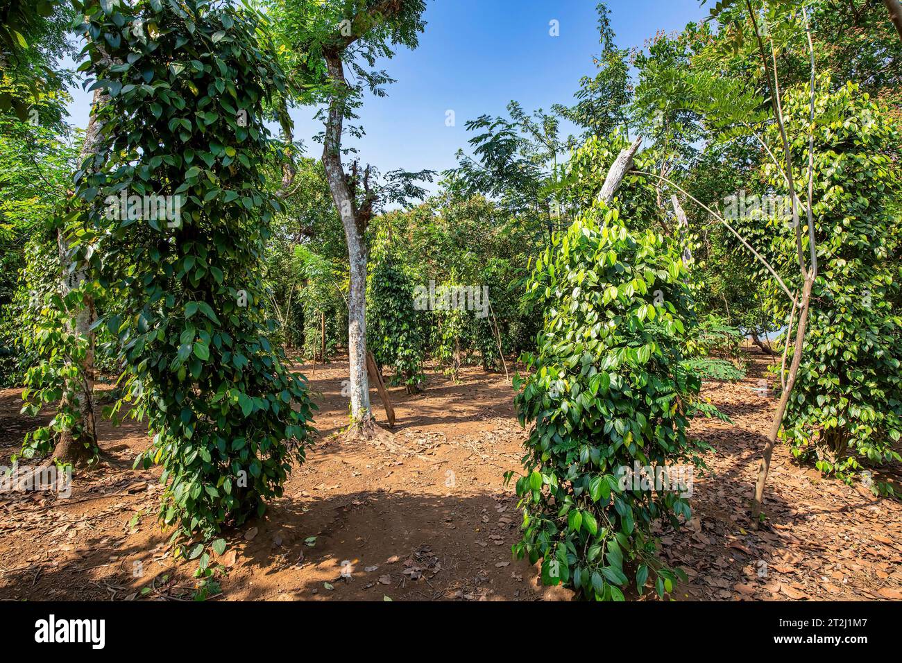 Pile of Black peppercorns ( Black pepper ) on wood background, Binh