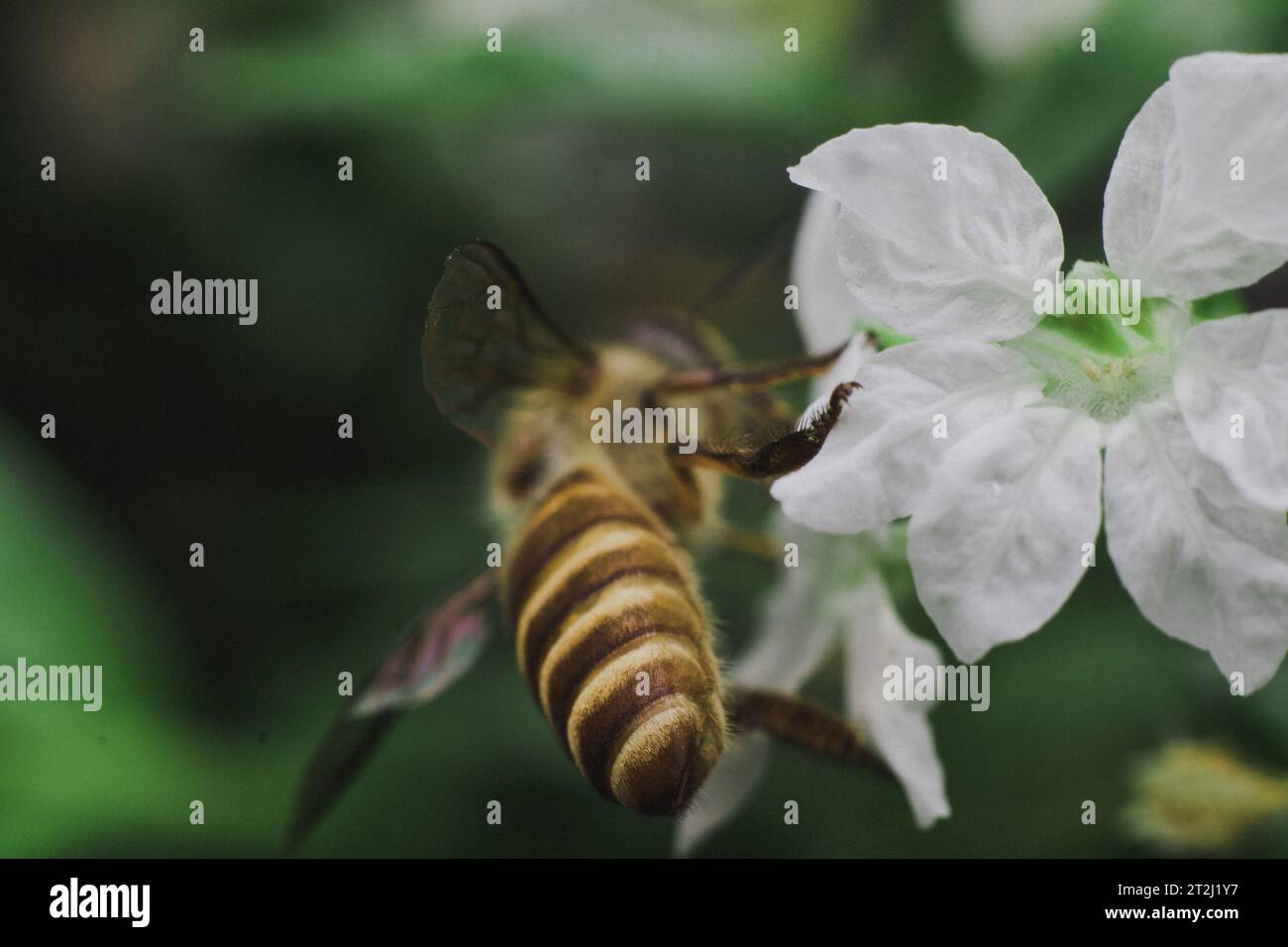 Honey bee collecting nectar on white flower Stock Photo