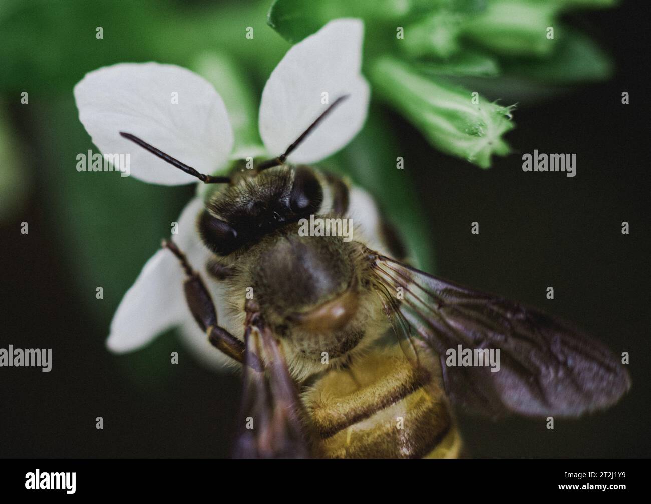 Honey bee collecting nectar on a white flower in Bali Indonesia Stock Photo