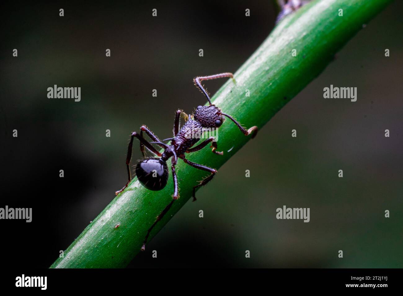 polyrhachis ant on a shrub branch Stock Photo
