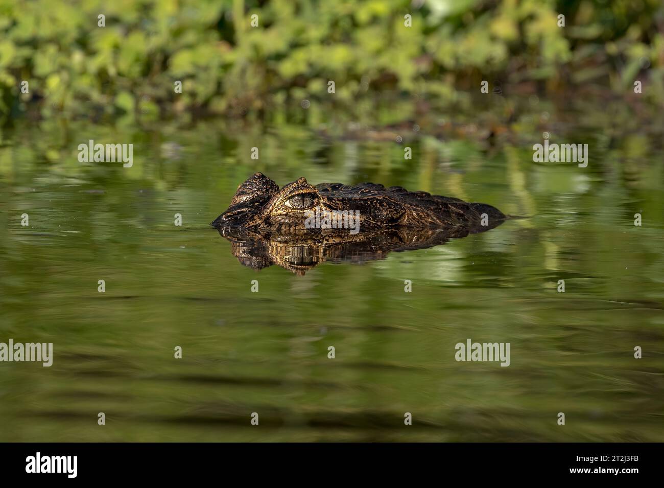 Danger lurks in the still tropical waters of the Brazilian Pantanal, as a watchful caiman (Caiman crocodilus) waits patiently for a meal. Stock Photo