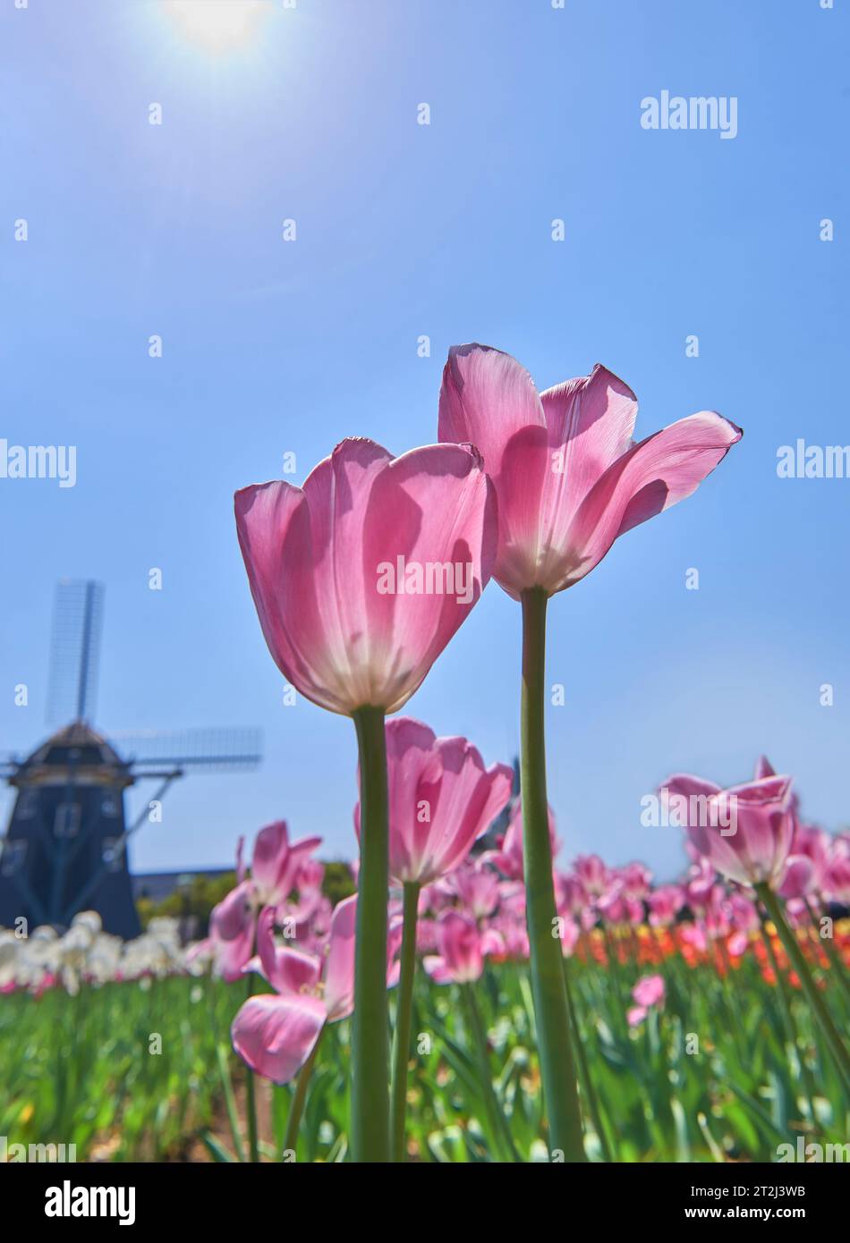 pink tulips against blue sky with windmill background Stock Photo - Alamy