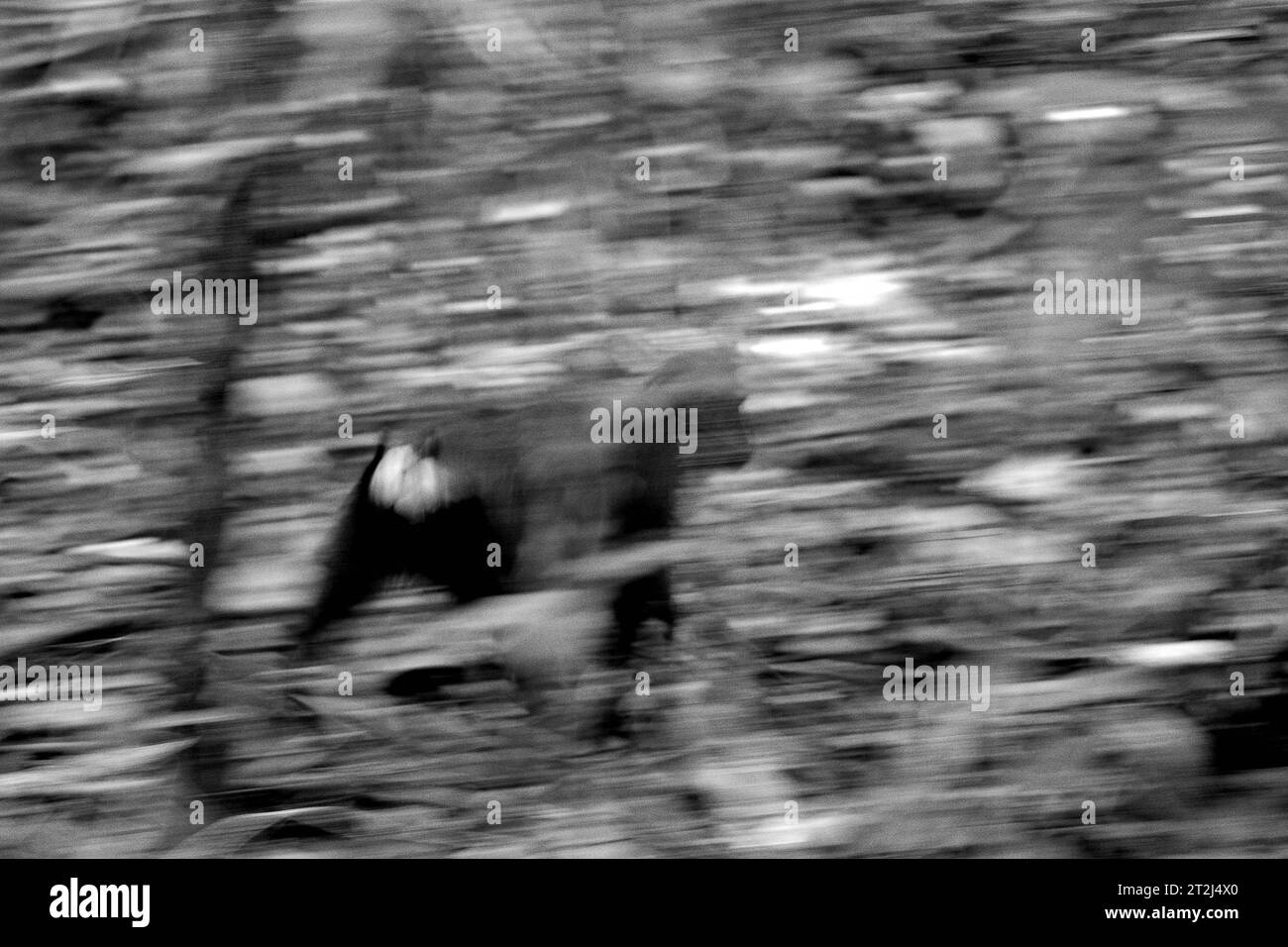 A crested macaque (Macaca nigra) moves on the ground during a foraging activity in Tangkoko forest, North Sulawesi, Indonesia. A recent report by a team of scientists led by Marine Joly reveals that the temperature is increasing in Tangkoko forest. 'Between 2012 and 2020, temperatures increased by up to 0.2 degree Celsius per year in the forest, and the overall fruit abundance decreased by 1 percent per year,” they wrote on International Journal of Primatology. 'There is rapidly growing evidence for the negative effects of high temperatures on the behavior, physiology, breeding, and survival.. Stock Photo