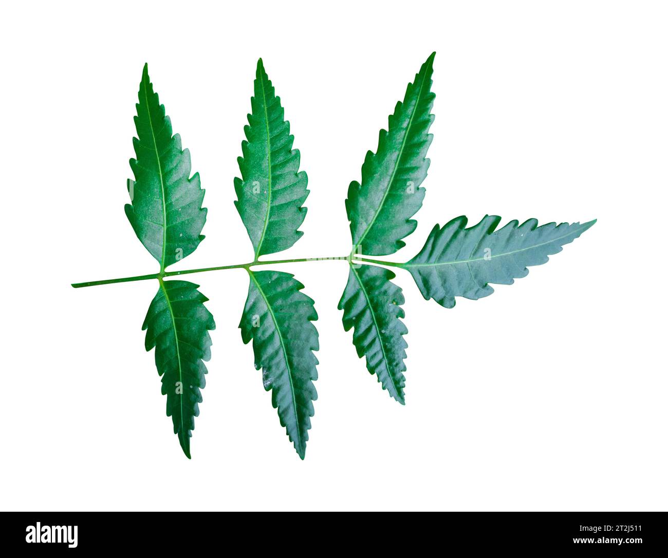 Closeup of Neem leaf isolated on a white background Stock Photo