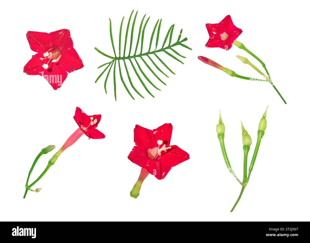 Beautiful Red Cypress Vine Flower Leaves Petals and Buds isolated on a white background Stock Photo