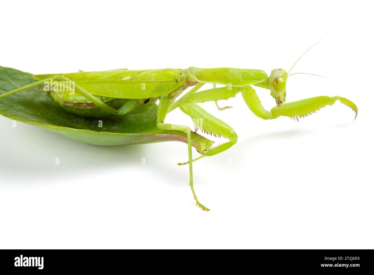mantis on a white background at horizontal composition Stock Photo - Alamy