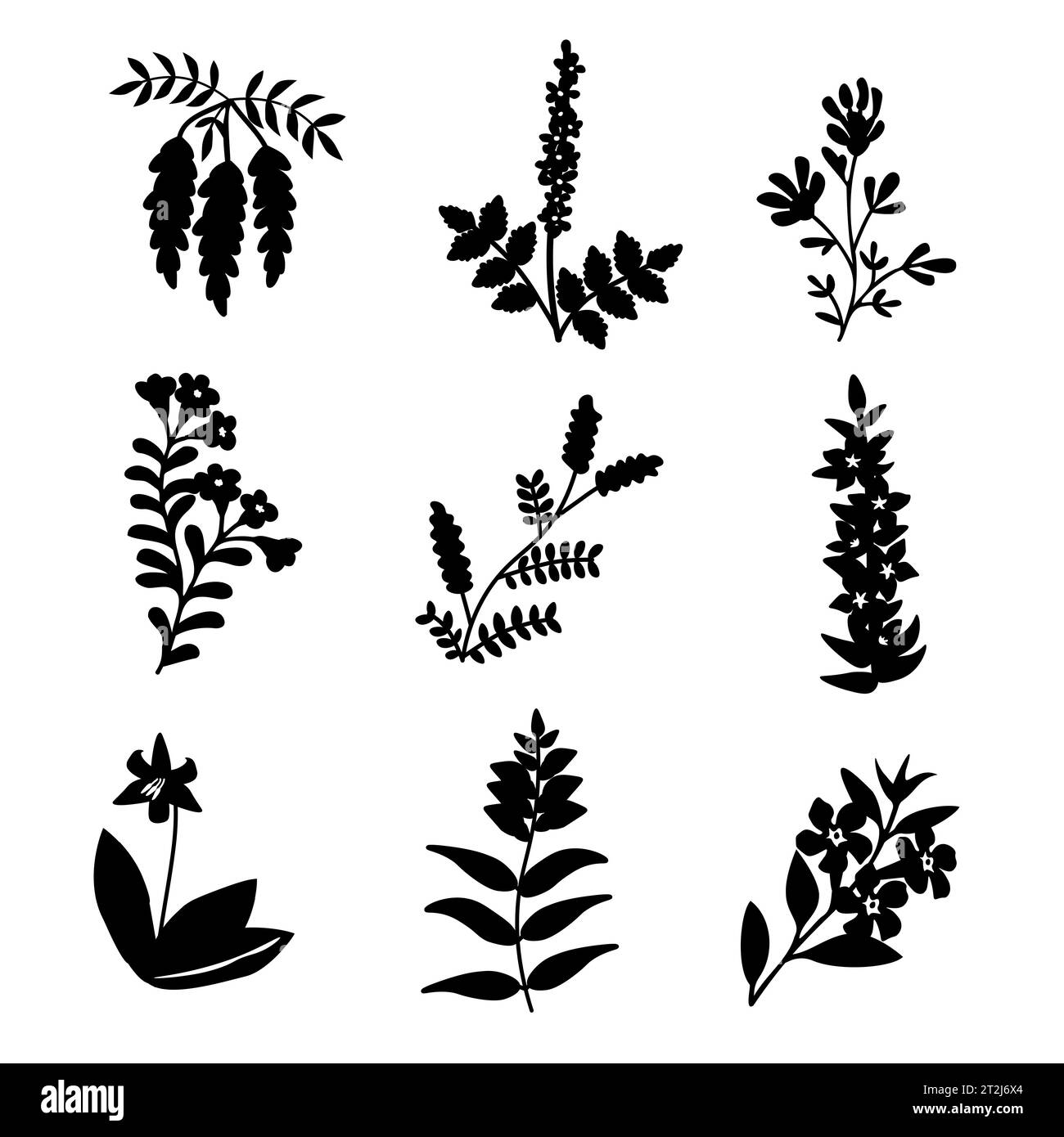 Alkanet Stock Vector Images - Alamy