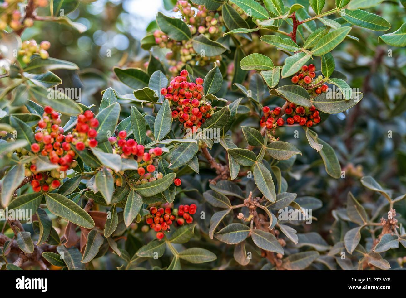 Bush with red berries, Pistacia lentiscus, or lentisk or mastic, is a dioecious evergreen shrub native to the Mediterranean Basin. Cultivated for its Stock Photo