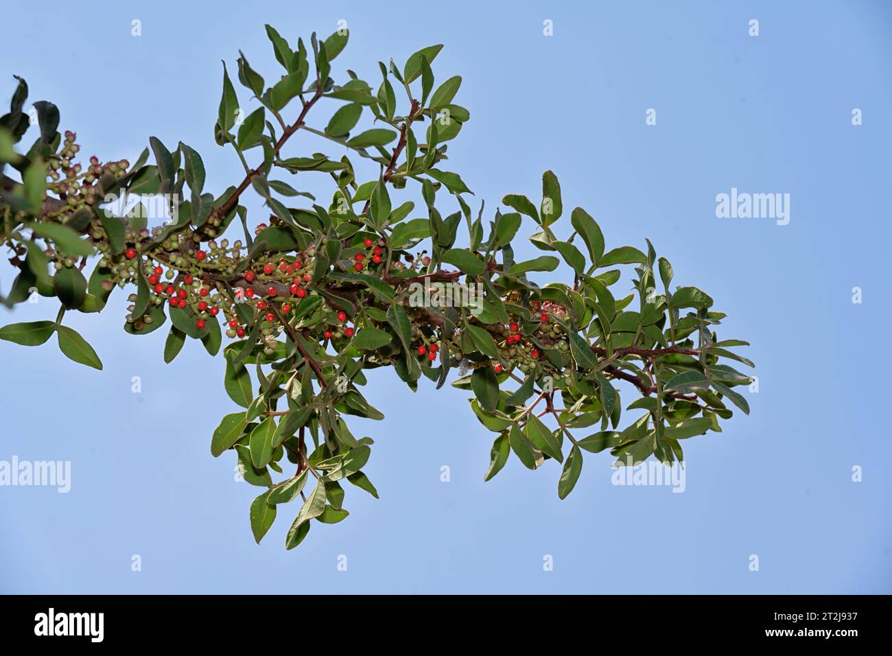 Pistacia lentiscus, also lentisk or mastic, is a dioecious evergreen shrub native to the Mediterranean Basin. Cultivated for its aromatic resin. Mount Stock Photo
